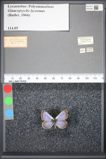 Media type: image;   Entomology 53385